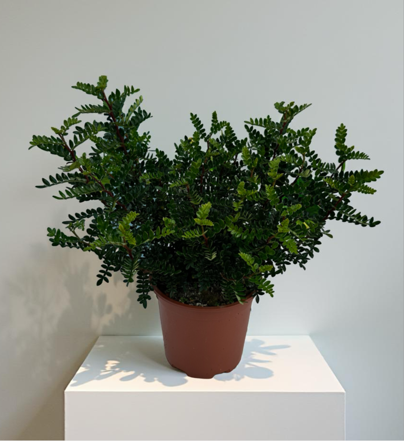 Pianta di Zanthoxylum beecheyanum - Pepe Giapponese
