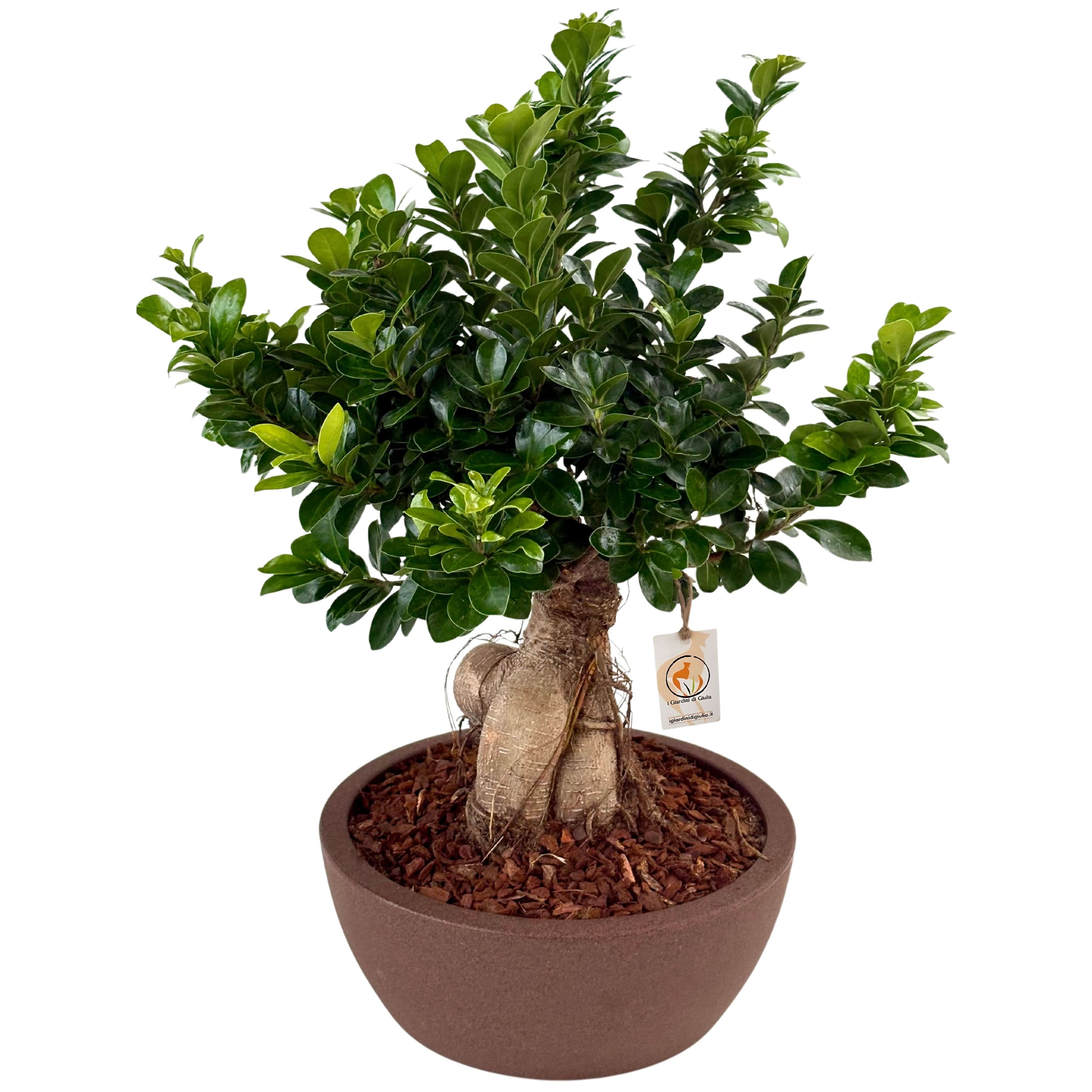 Bonsai ficus ginseng in vaso thetis