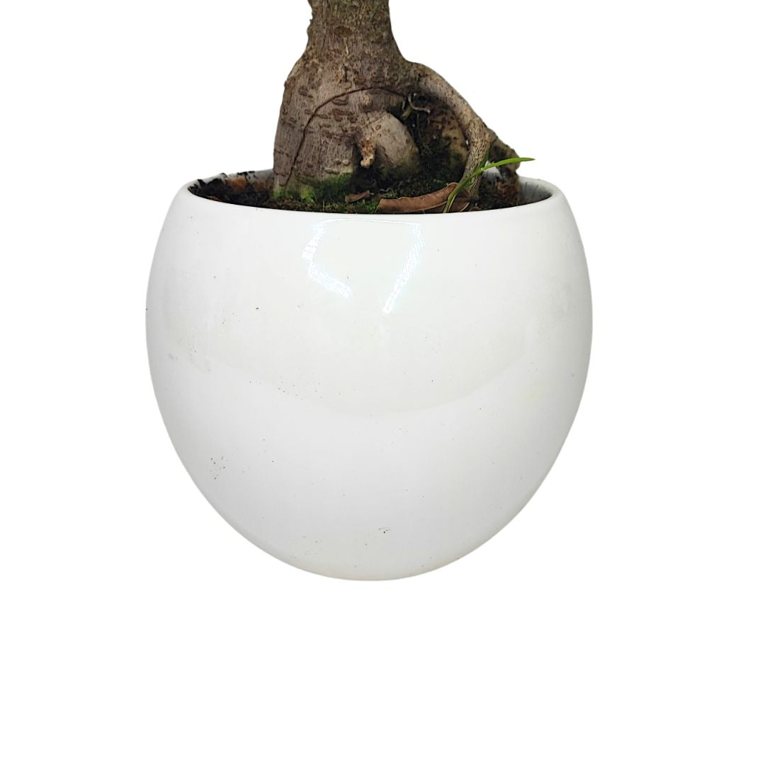 Bonsai Ficus Ginseng Vaso di Ceramica Puglia Altezza Pianta 40 cm