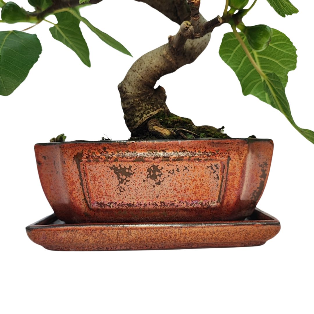 Bonsai Ficus Carica (Fico) 10 Anni - Collezione Premium