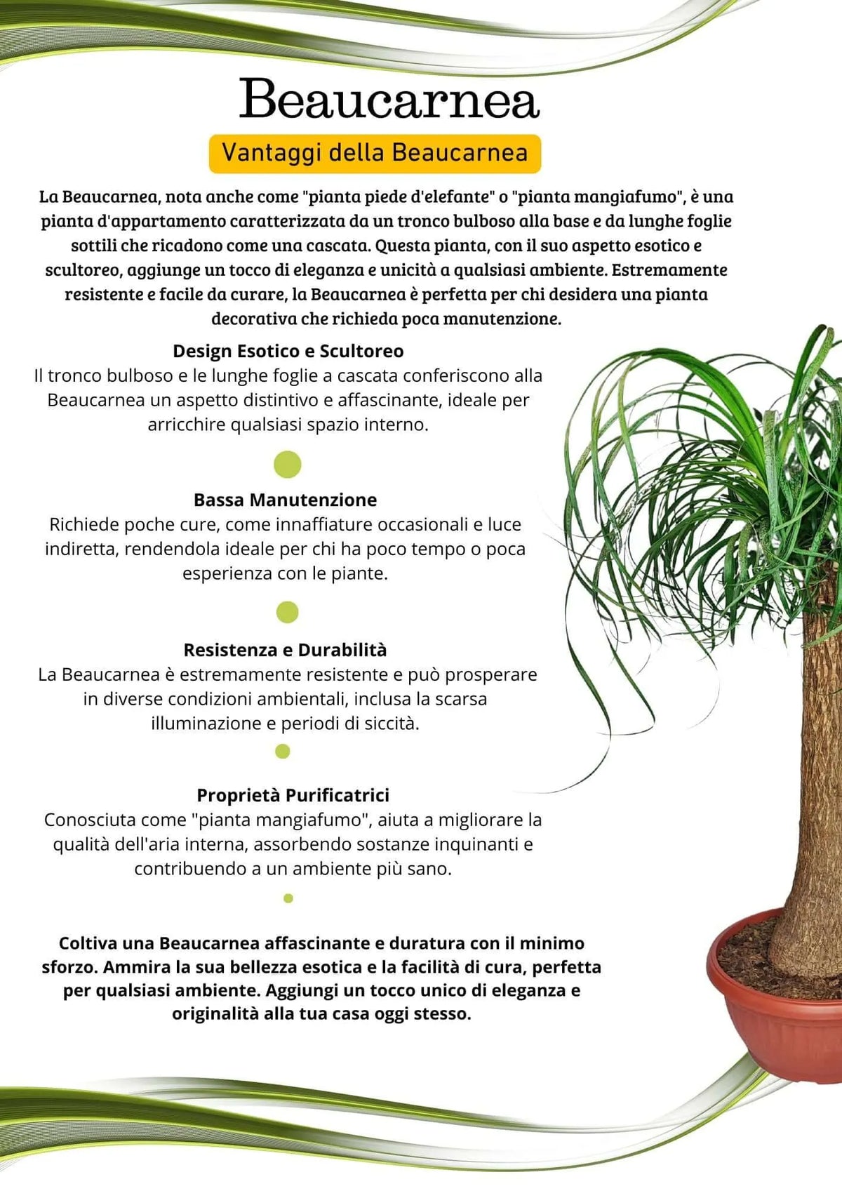 Beaucarnea (Mangiafumo) Altezza Pianta 85 cm