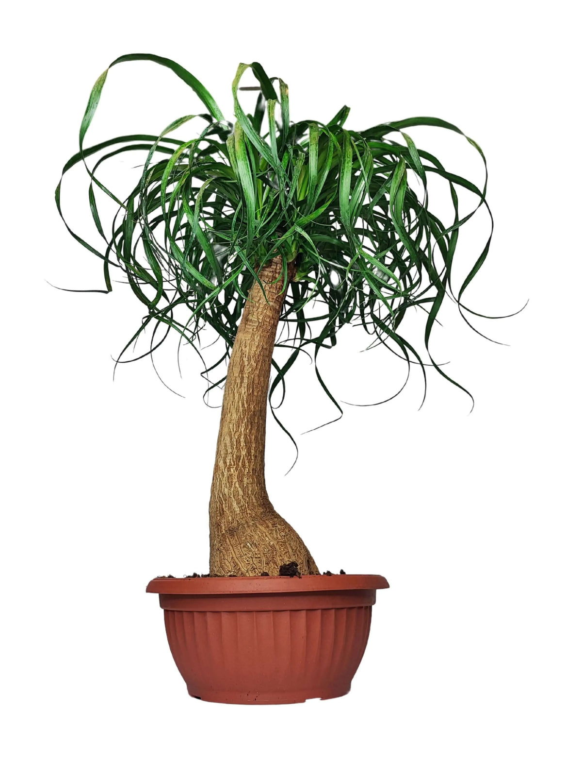 Beaucarnea (Mangiafumo) Altezza Pianta 60 cm