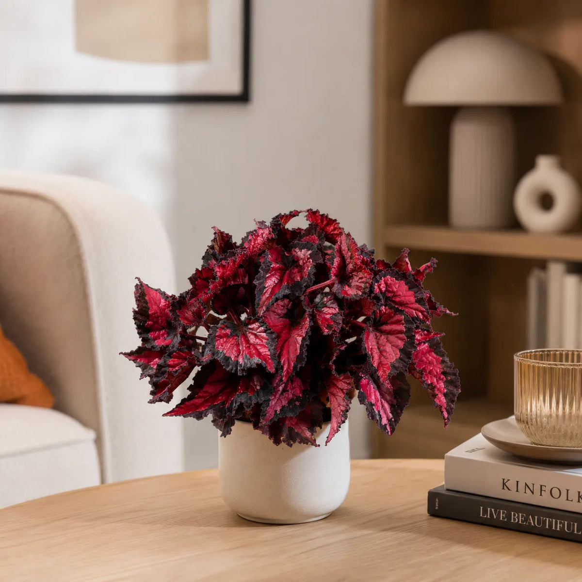 Begonia blad Beleaf Inca Night D.17 H.35 cm