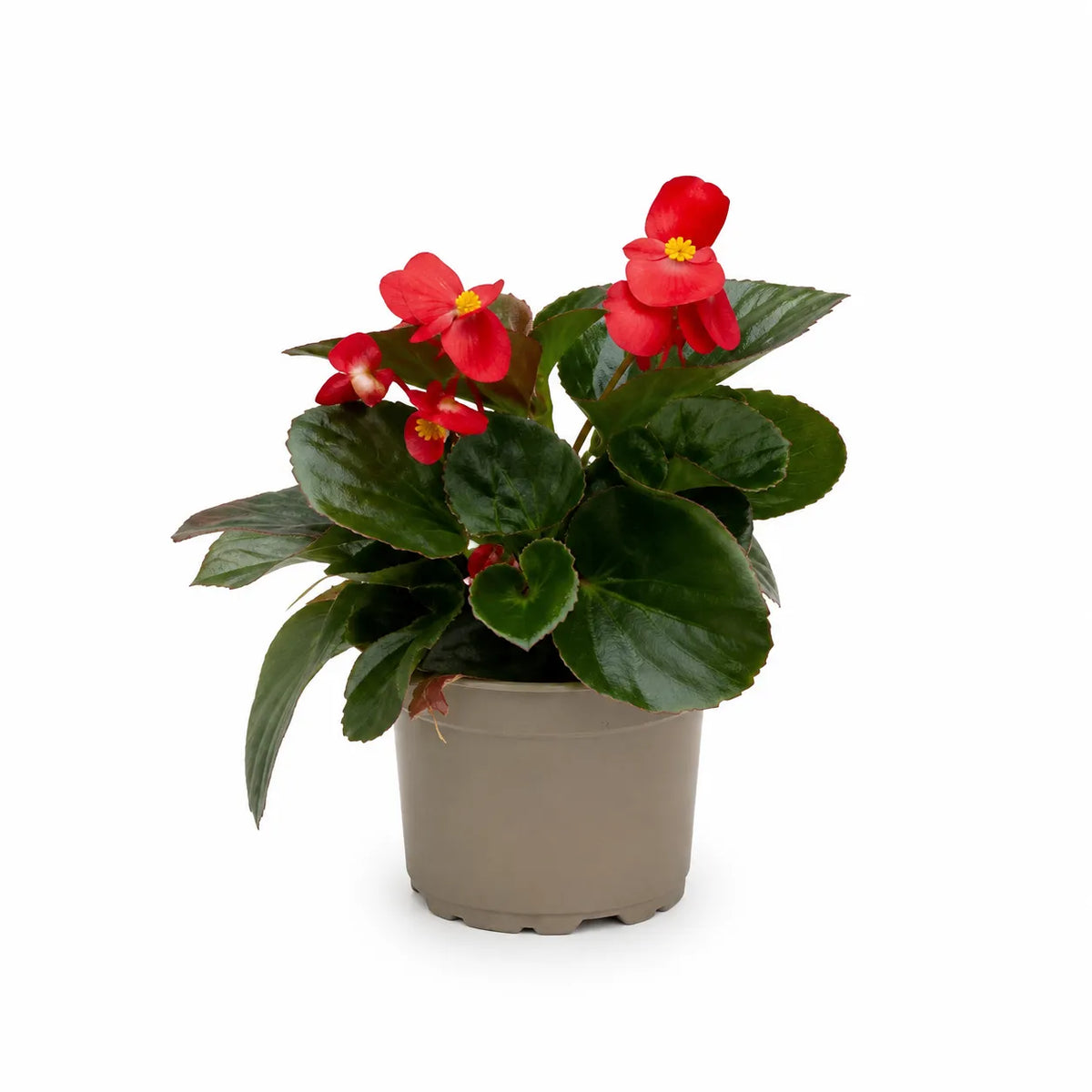 Begonia big D.14 H.25 cm
