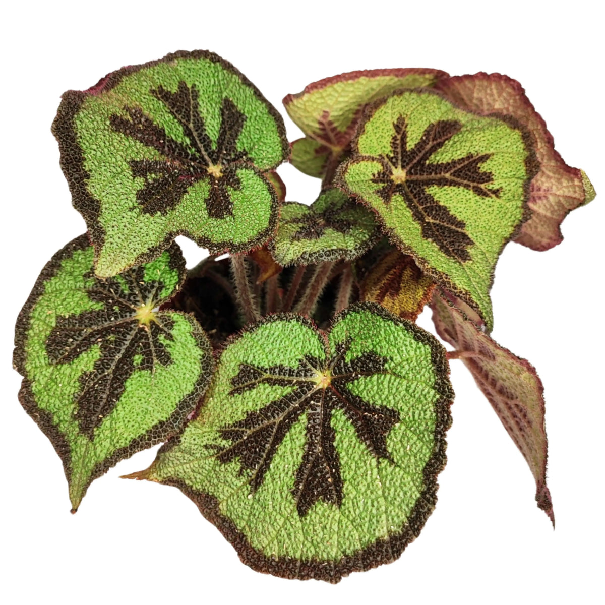 Begonia blad masoniana  Mountai
