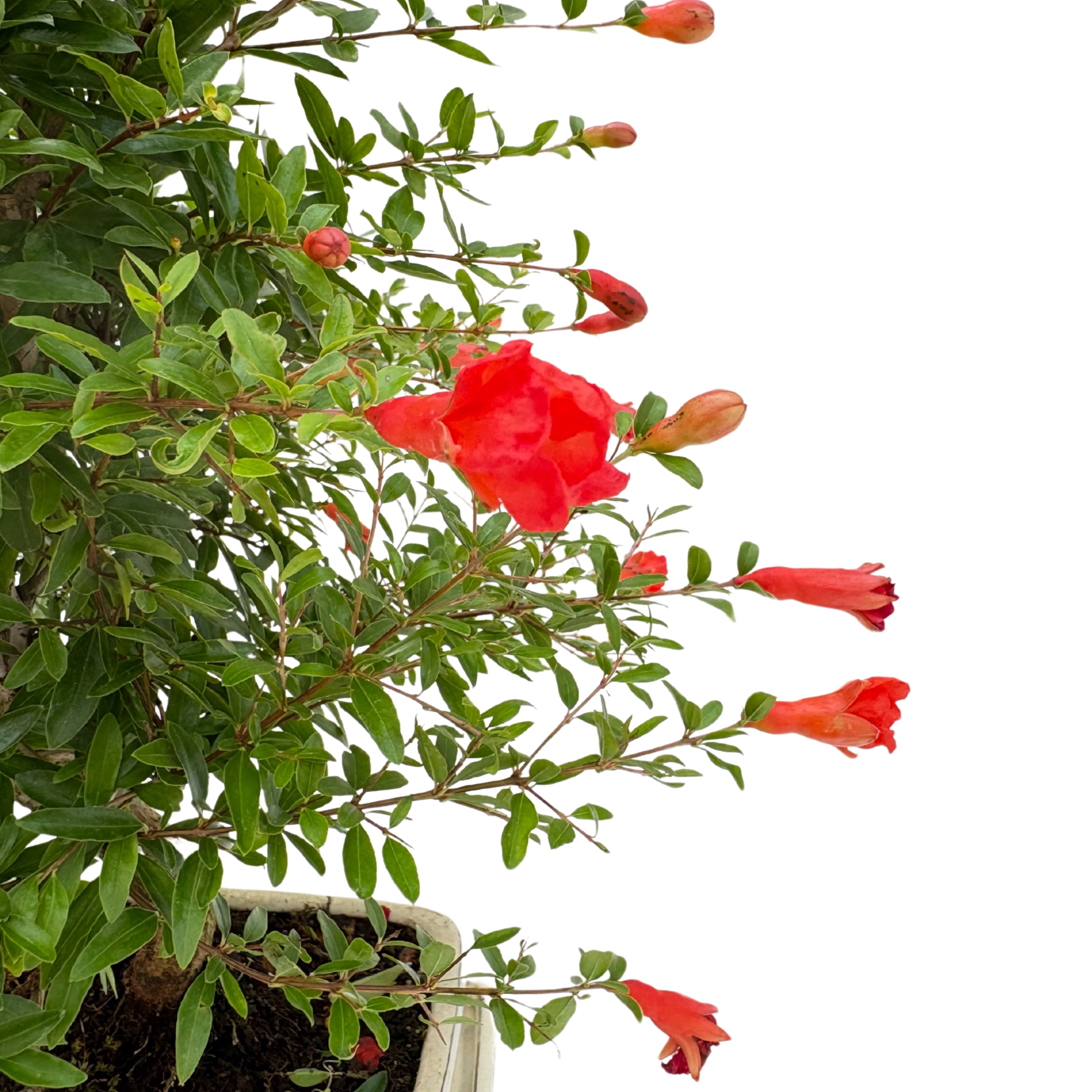 Bonsai Punica Granatum (Melograno) 8 Anni - Collezione Premium