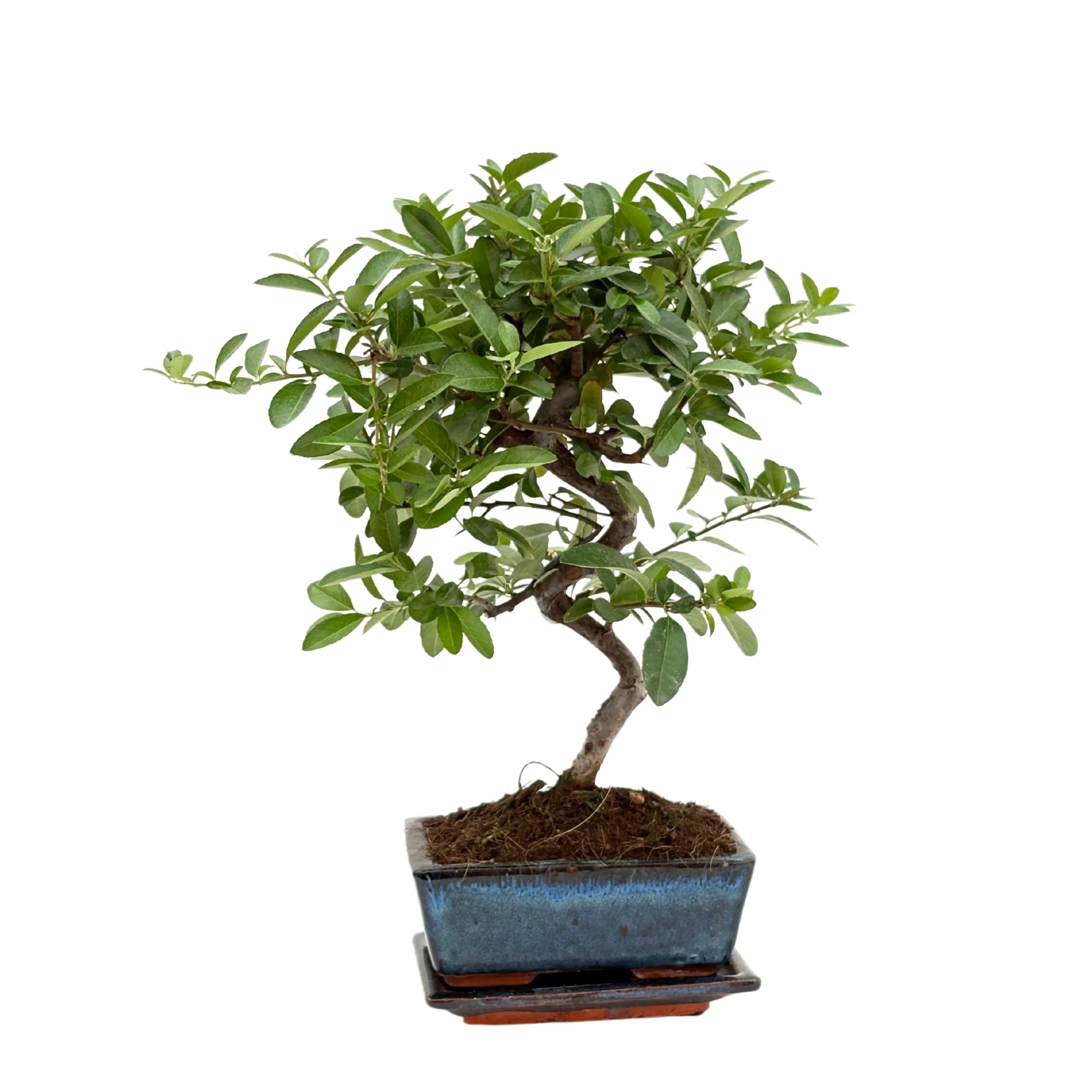 Bonsai Pyracantha sp. 7 Anni - Collezione Premium