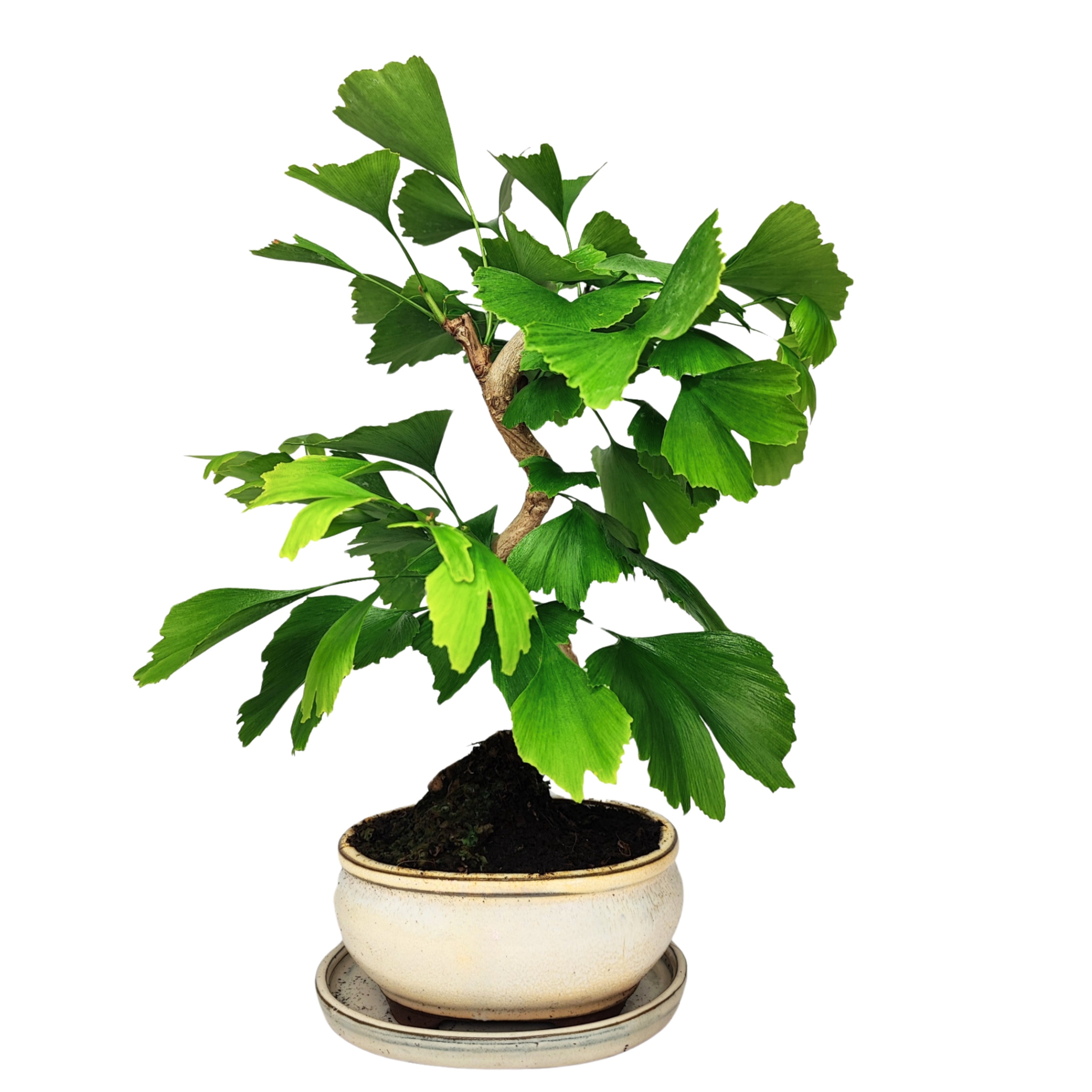 Bonsai Ginkgo Biloba 8 Anni - Collezione Premium