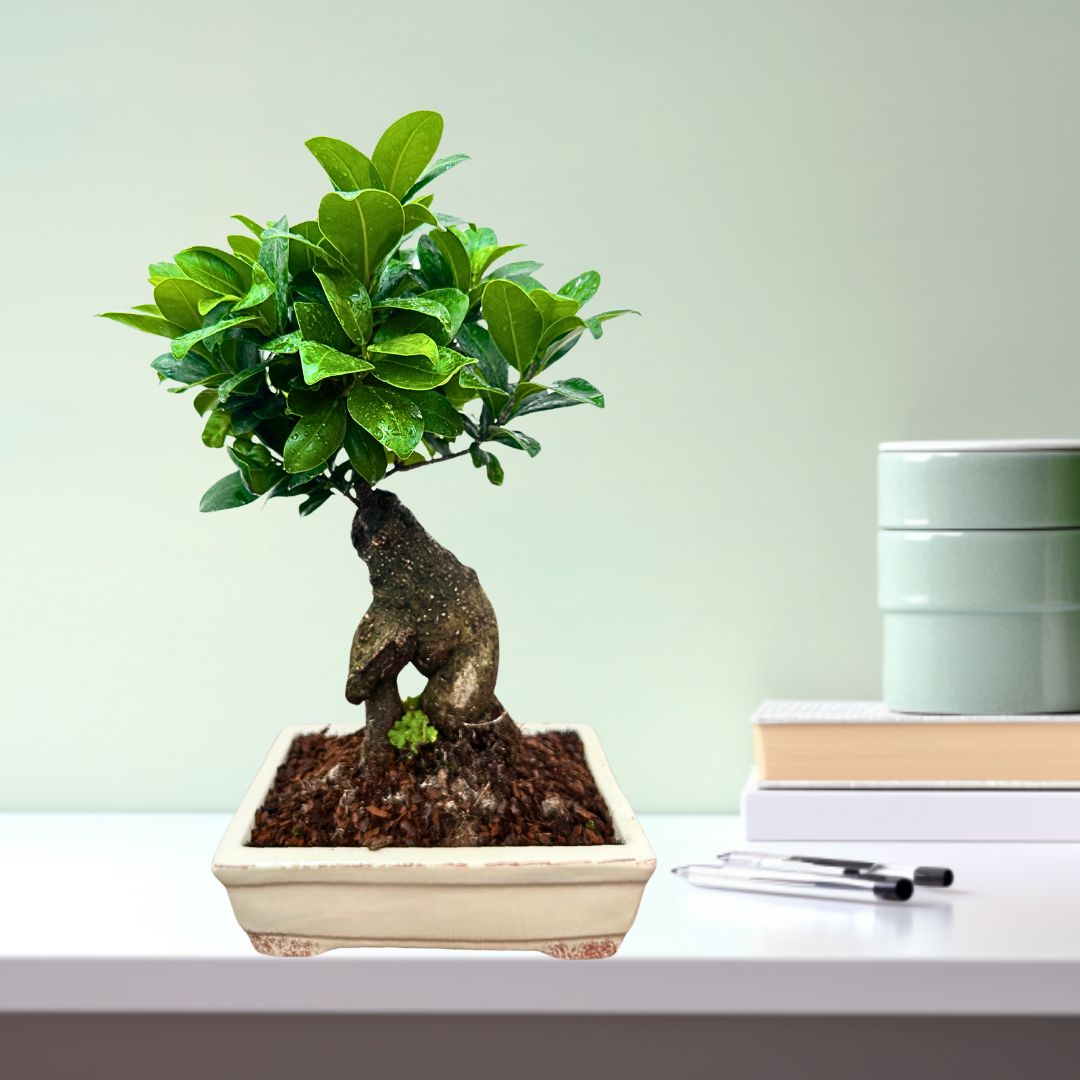 Bonsai Ginseng in Vaso Ceramica Amir