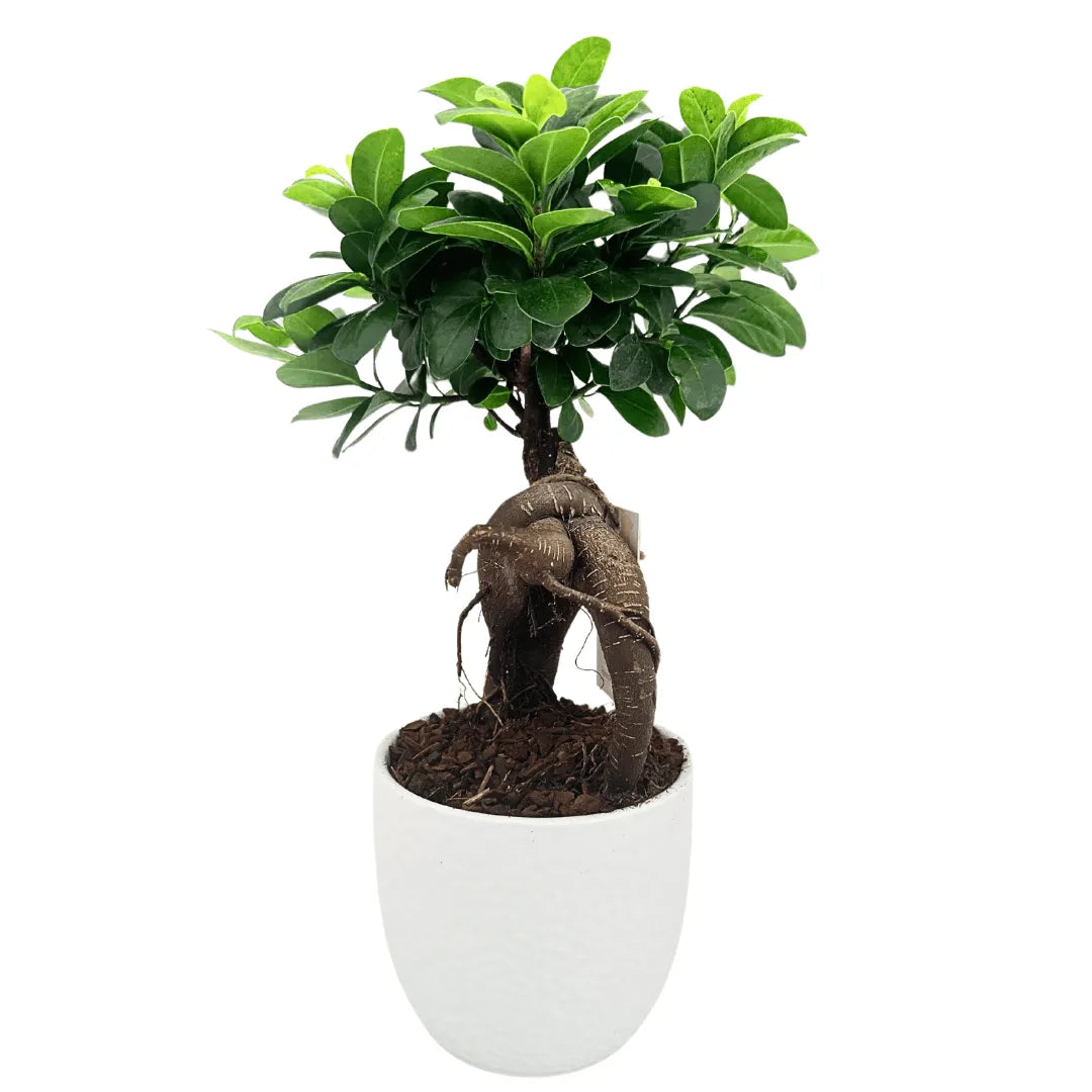 Bonsai Ficus Ginseng in vaso Boston diametro d. 13 cm