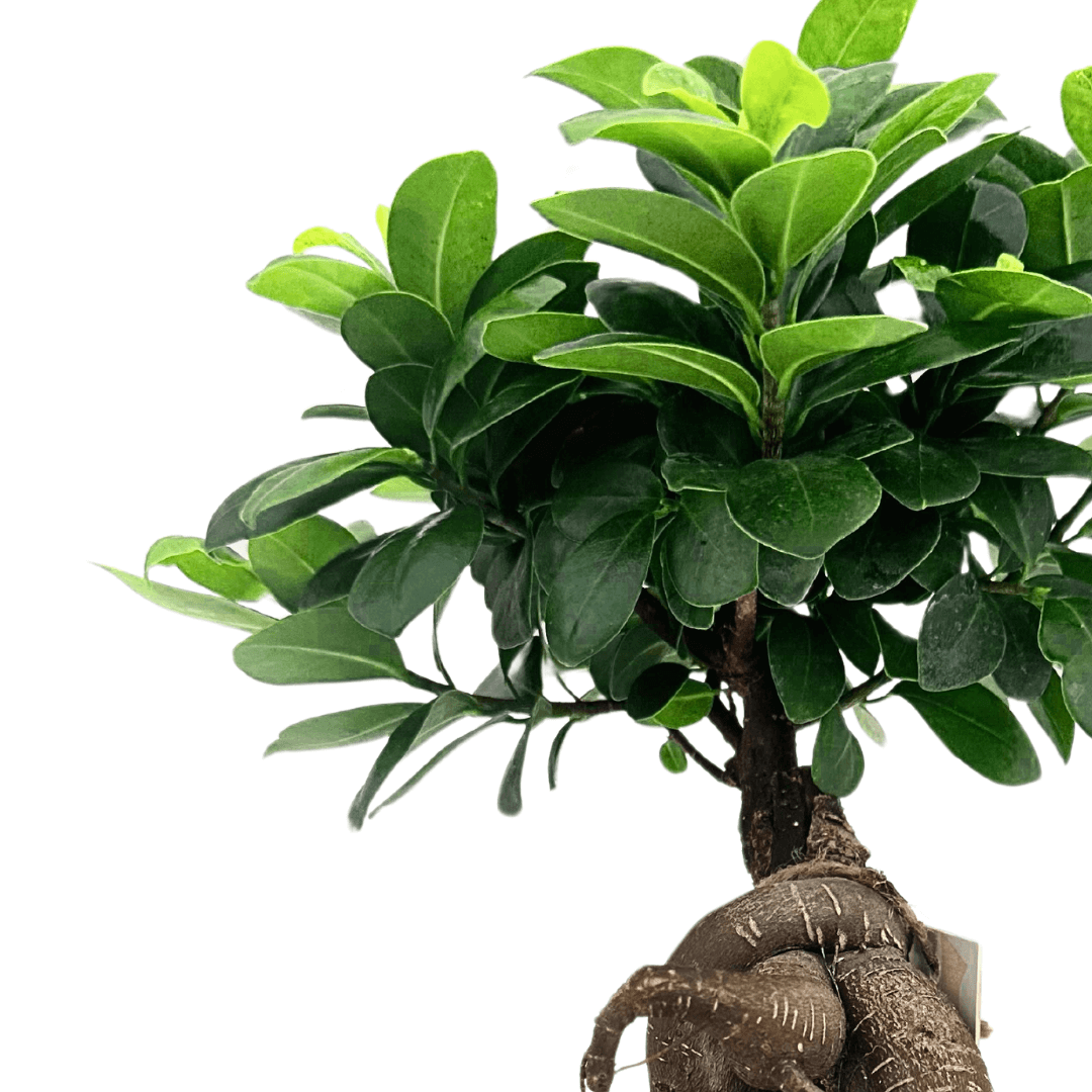 Bonsai Ficus Ginseng in vaso Boston diametro d. 13 cm