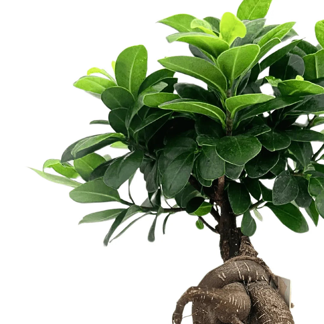 Bonsai Ficus Ginseng in vaso Boston diametro d. 13 cm