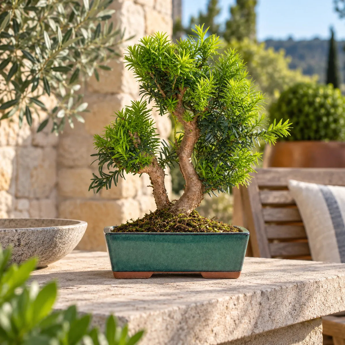 Bonsai 12 Anni Taxus Media - Collezione Premium