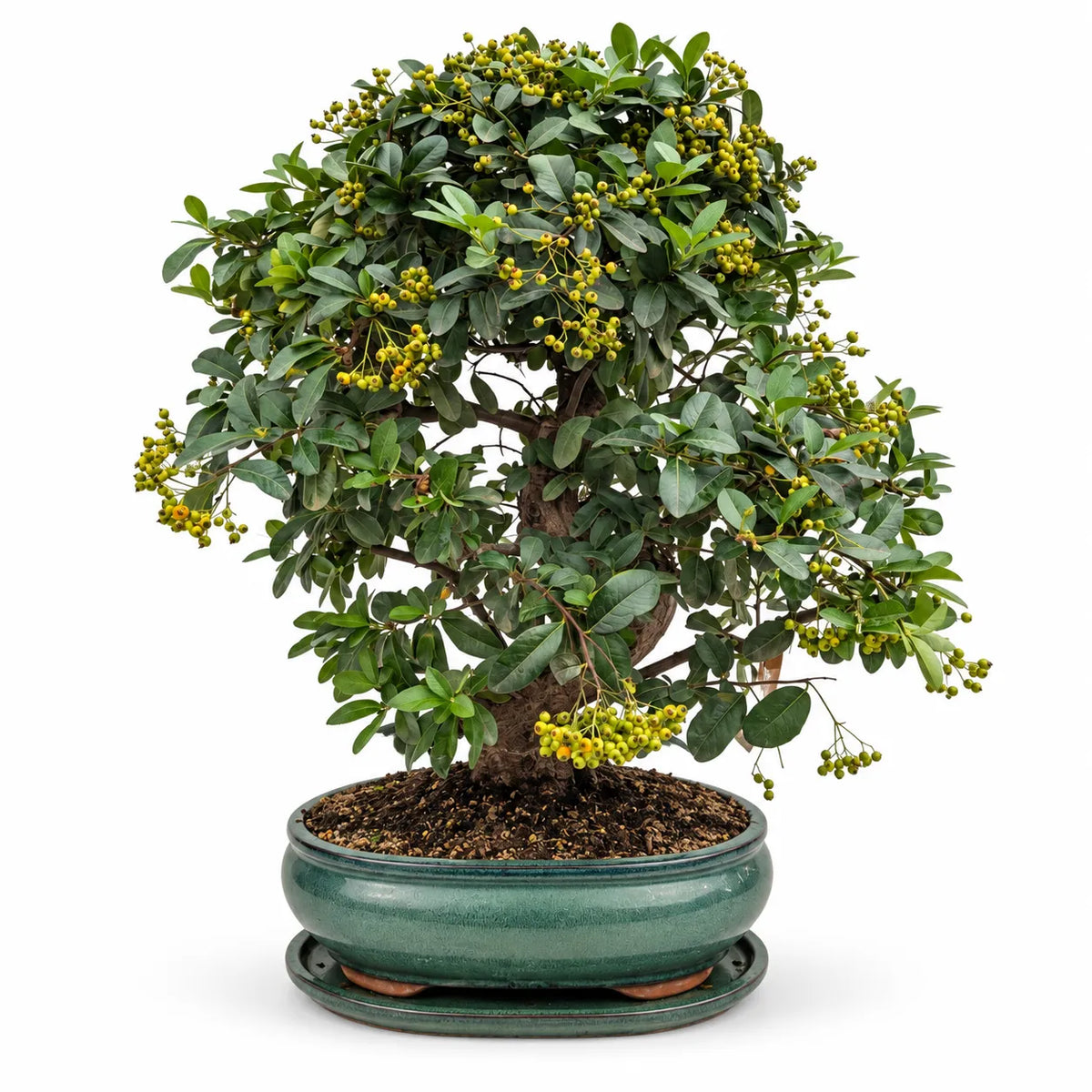 Bonsai 19 Anni Pyracantha Coccinea - Collezione Premium