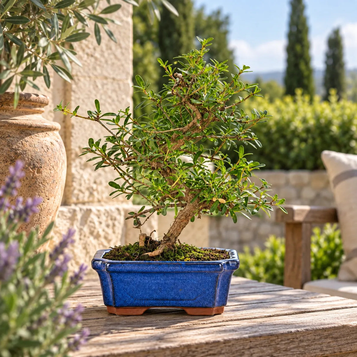 Bonsai 7 Anni Coprosma - Collezione Premium
