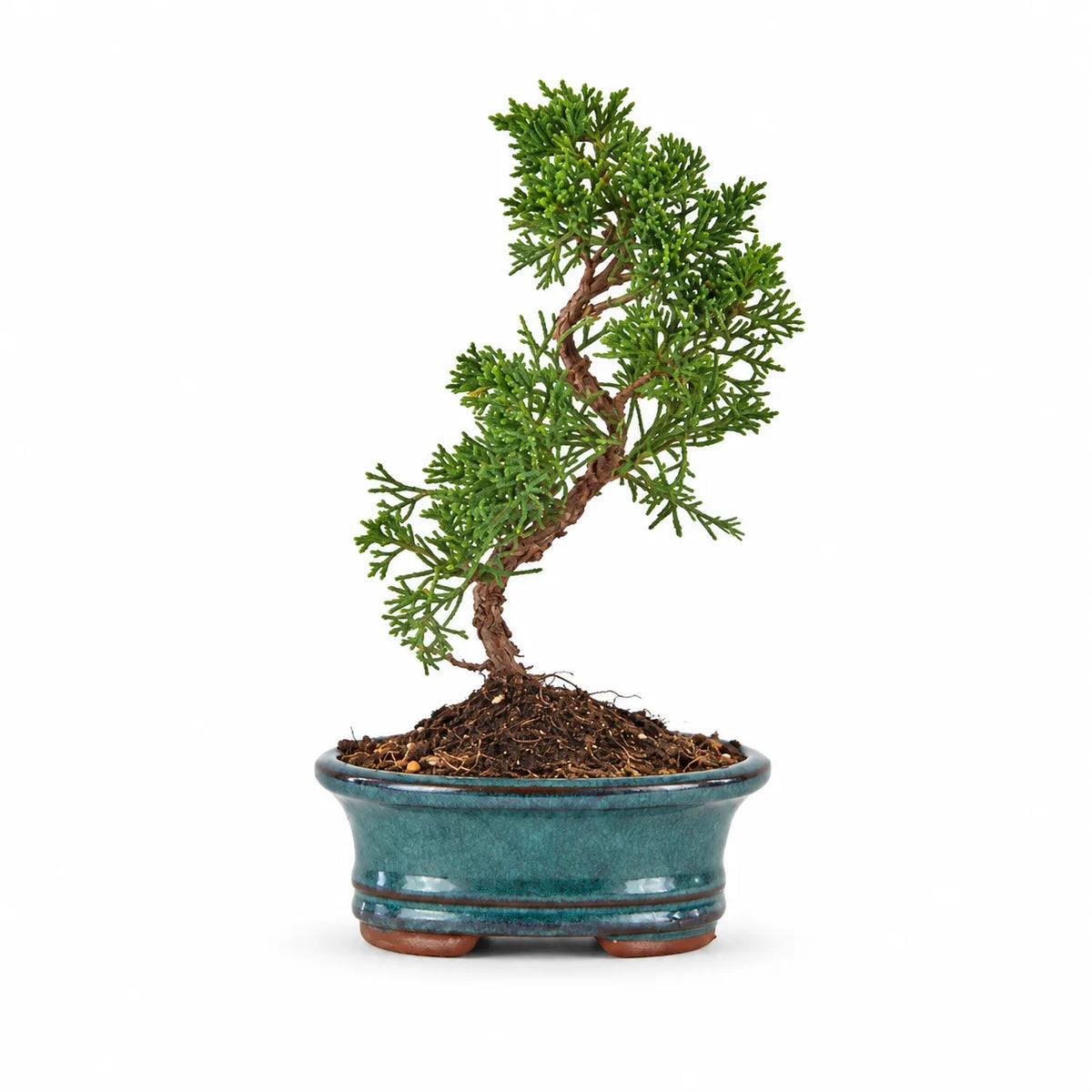 Bonsai 7 anni Juniperus Chinensis Kyushu - Collezione Premium edizione festa dei nonni
