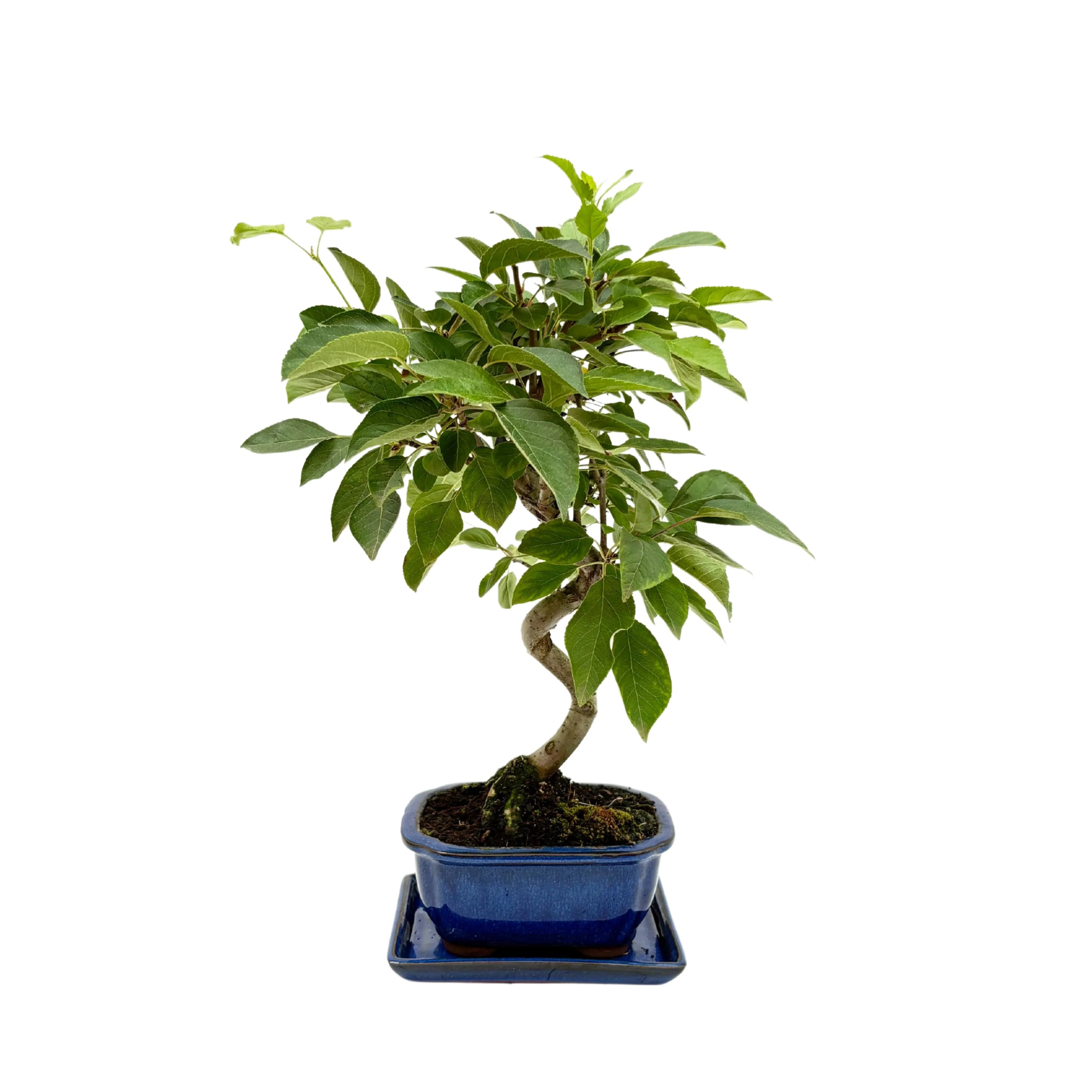 Bonsai Melo 8 Anni - Collezione Premium
