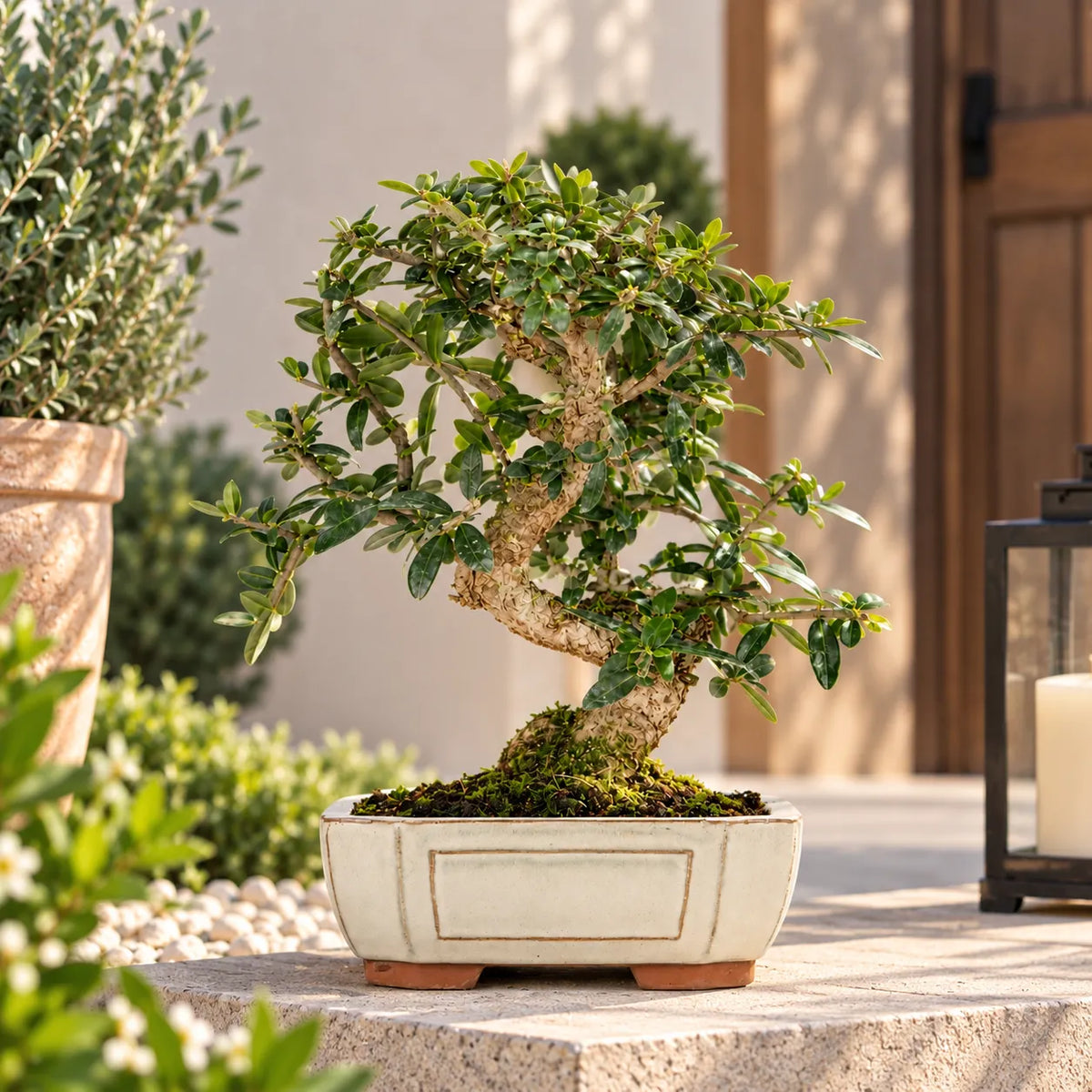 Bonsai 9 Anni Olea Europaea Sylvestris - Collezione Premium