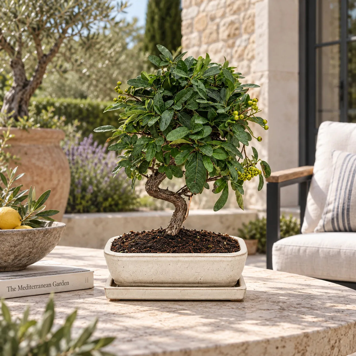 Bonsai 9 Anni Pyracantha Coccinea - Collezione Premium