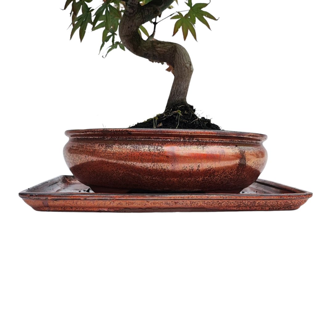 Bonsai Acer Palmatum Atropurpureum 20 Anni - Collezione Premium