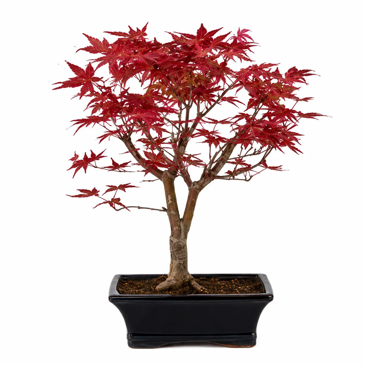 Bonsai 9 Anni Acer Palmatum Deshojo (Acero) - Collezione Premium
