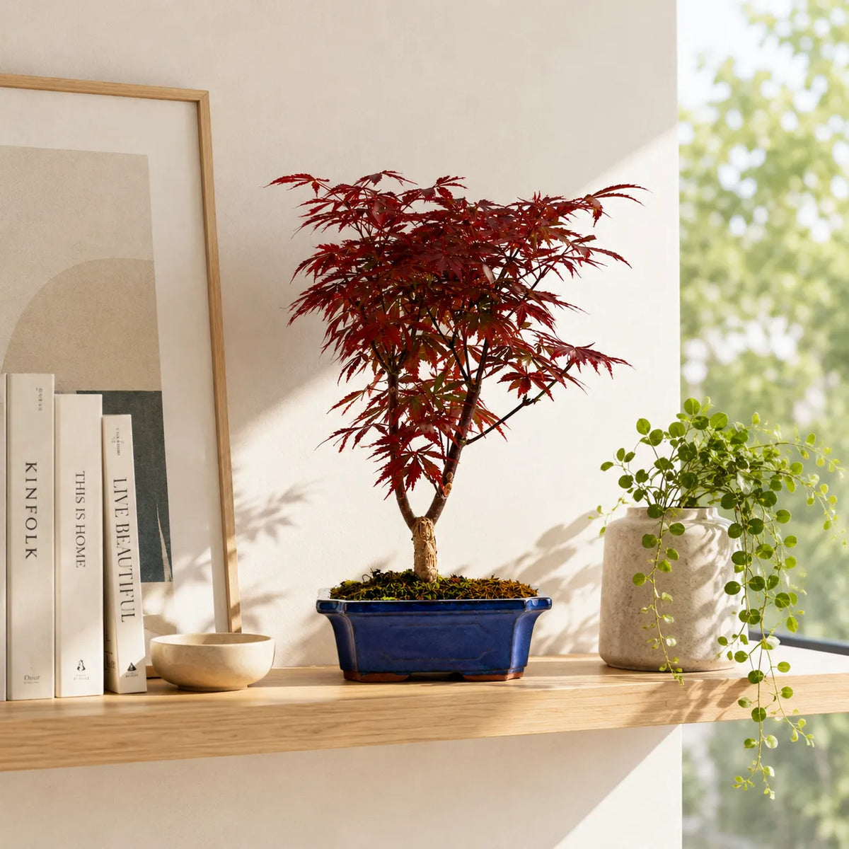 Bonsai 9 Anni Acer Palmatum Deshojo (Acero) - Collezione Premium
