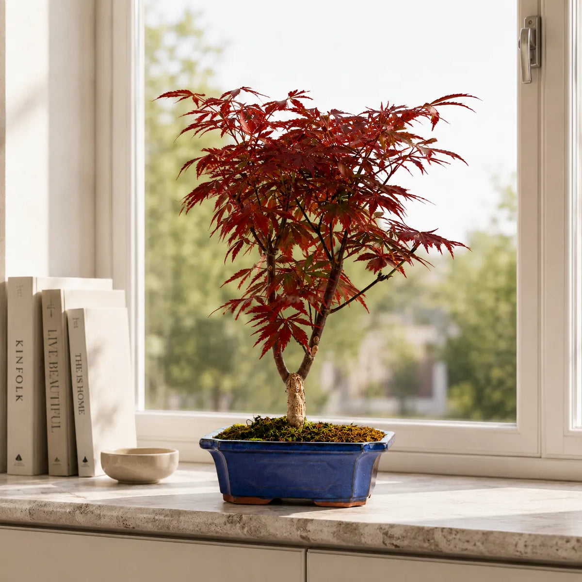 Bonsai 9 Anni Acer Palmatum Deshojo (Acero) - Collezione Premium