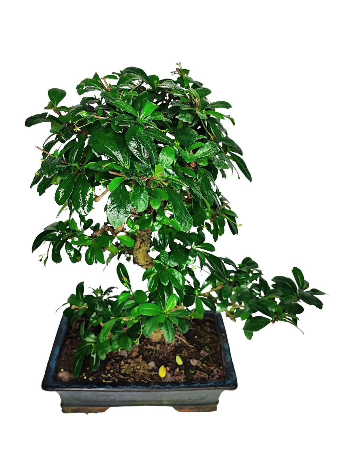 Bonsai Carmona s-shape D.30 CM