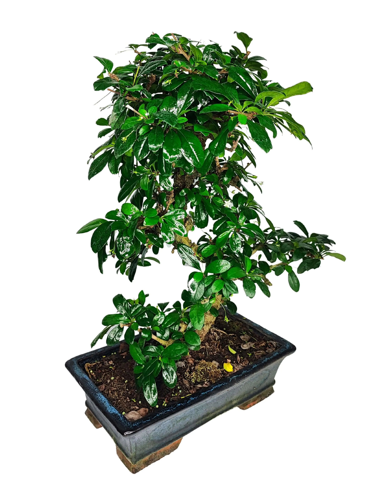 Bonsai Carmona s-shape D.30 CM