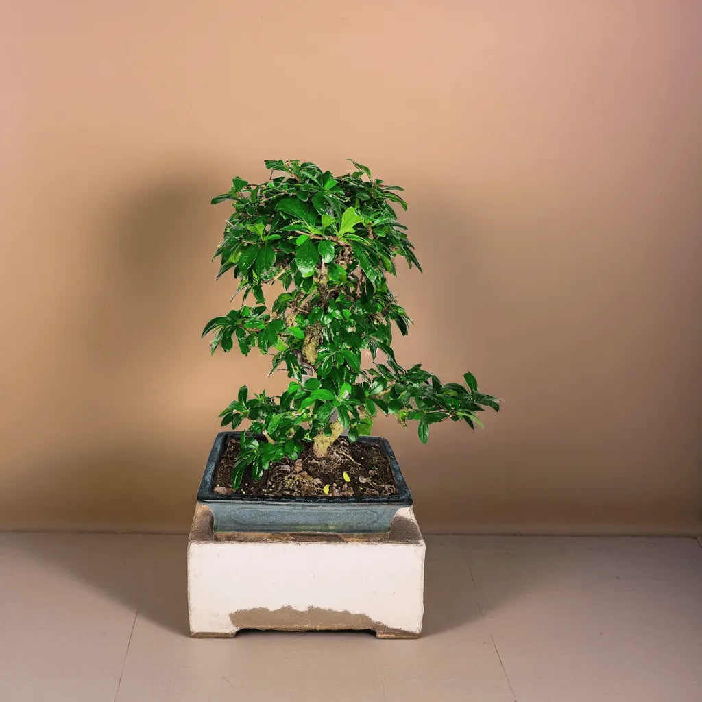 Bonsai Carmona s-shape D.30 CM