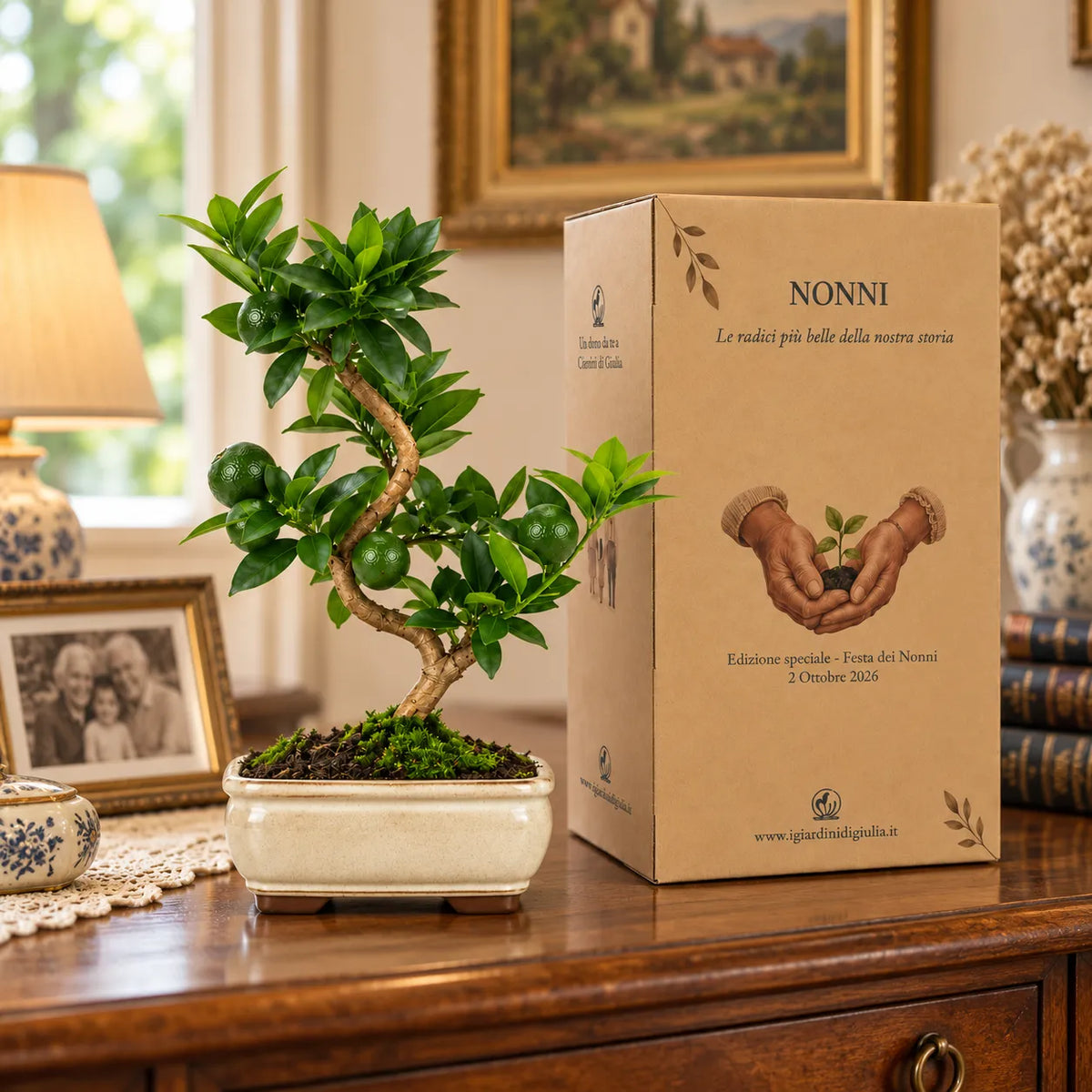 Bonsai 7 anni Citrus Myrtifolia (Chinotto) - Collezione Premium edizione festa dei nonni