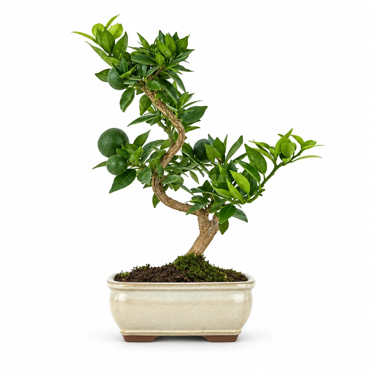 Bonsai 7 anni Citrus Myrtifolia (Chinotto) - Collezione Premium edizione festa dei nonni