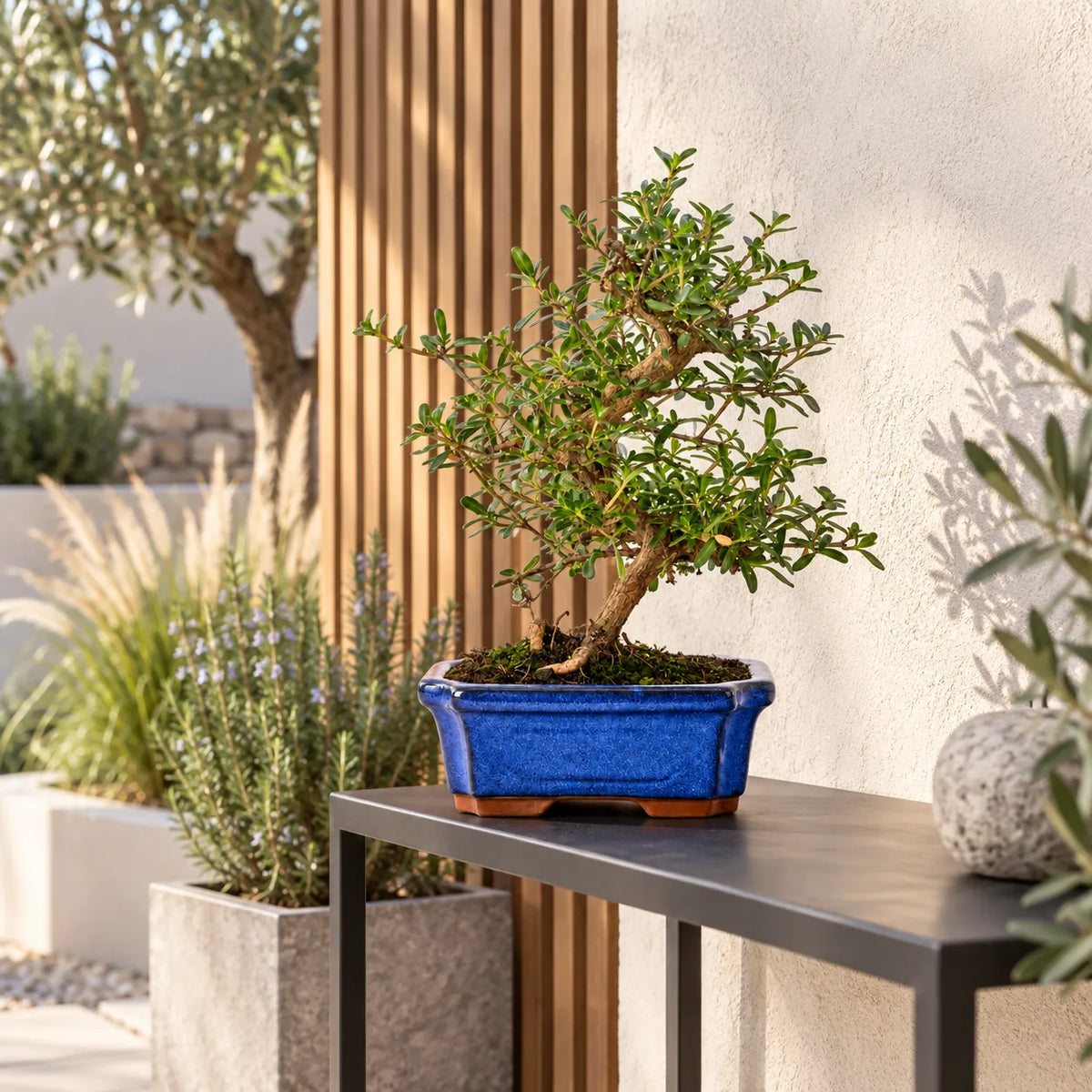 Bonsai 7 Anni Coprosma - Collezione Premium