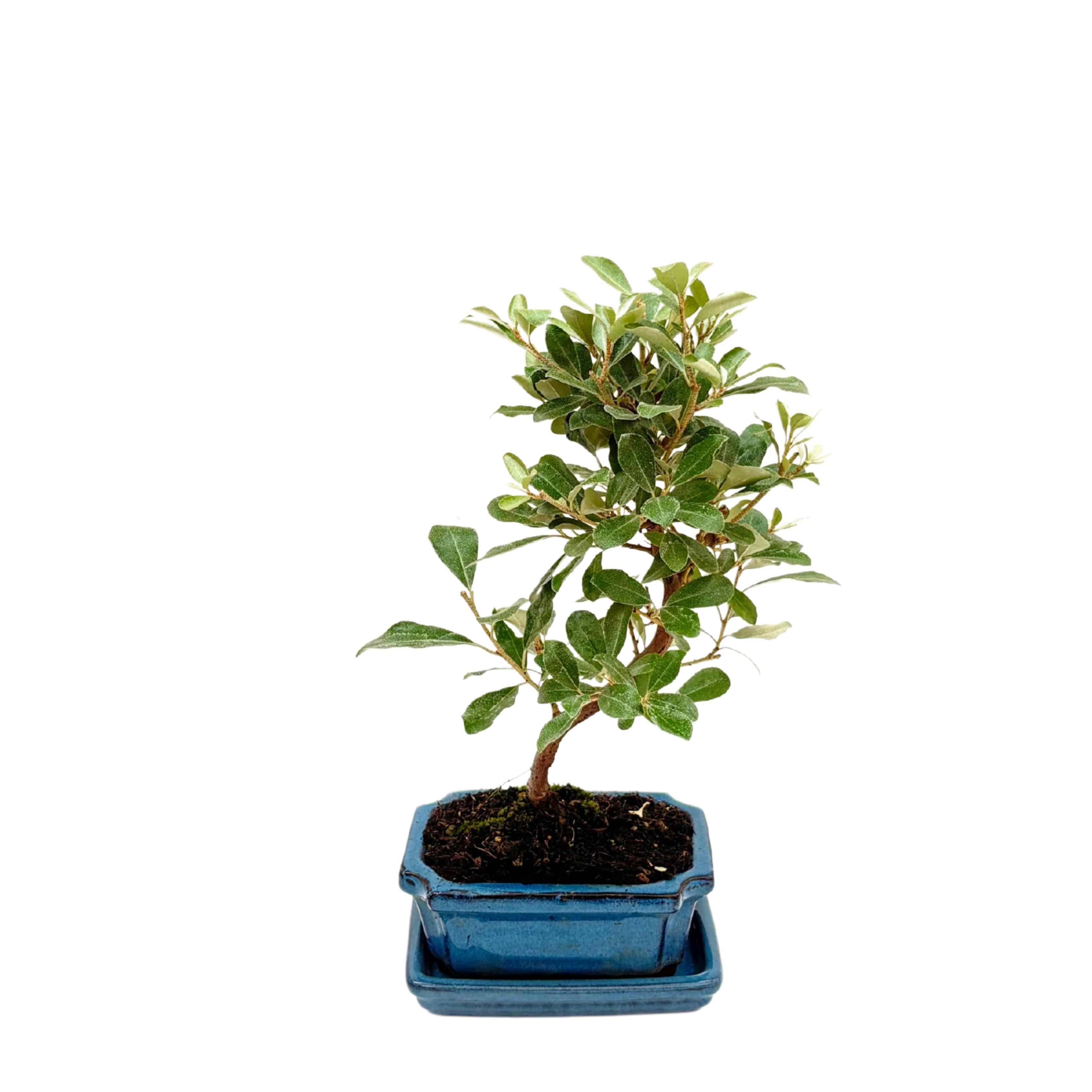 Bonsai Elaeagnus 7 Anni - Collezione Premium