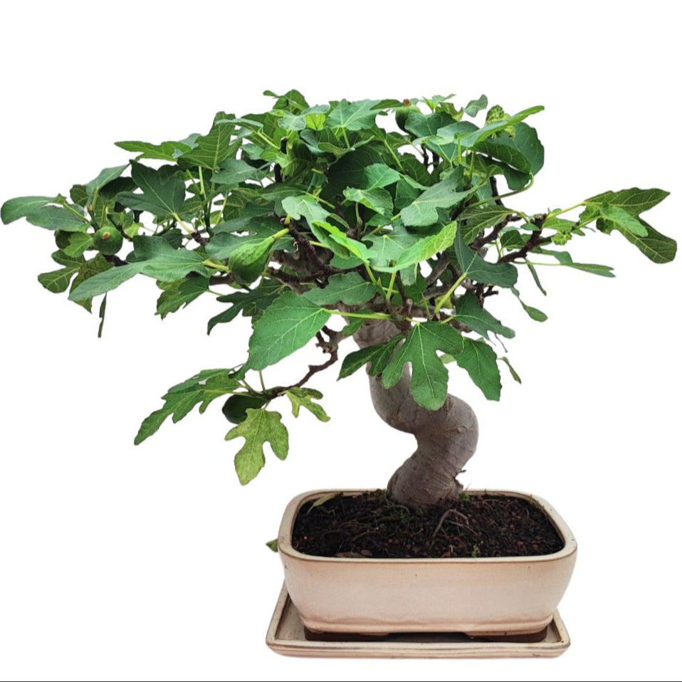 Bonsai Ficus Carica (Fico) 22 Anni - Collezione Premium