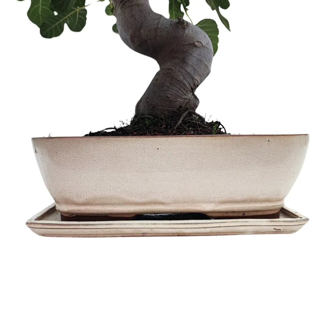 Bonsai Ficus Carica (Fico) 22 Anni - Collezione Premium