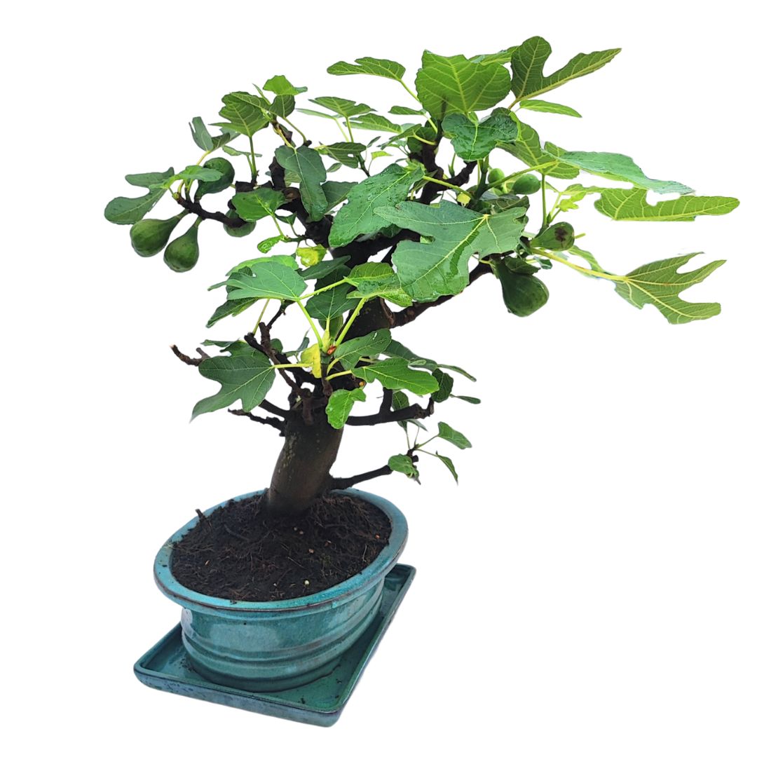 Bonsai Ficus Carica (Fico) 14 Anni - Collezione Premium