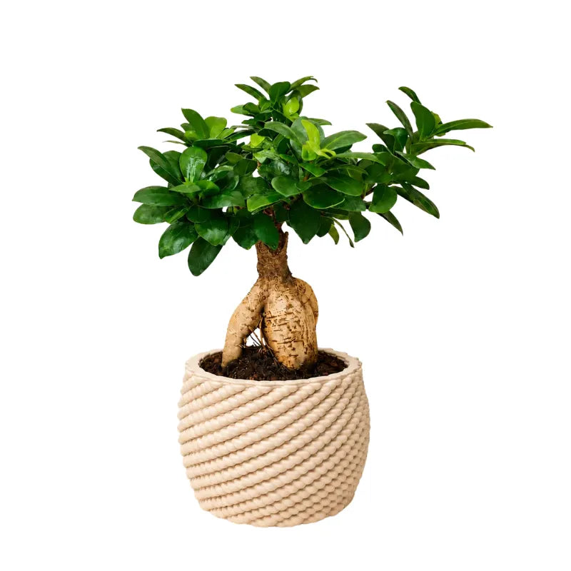 Bonsai ficus ginseng Carina  in ceramica edizione festa dei nonni