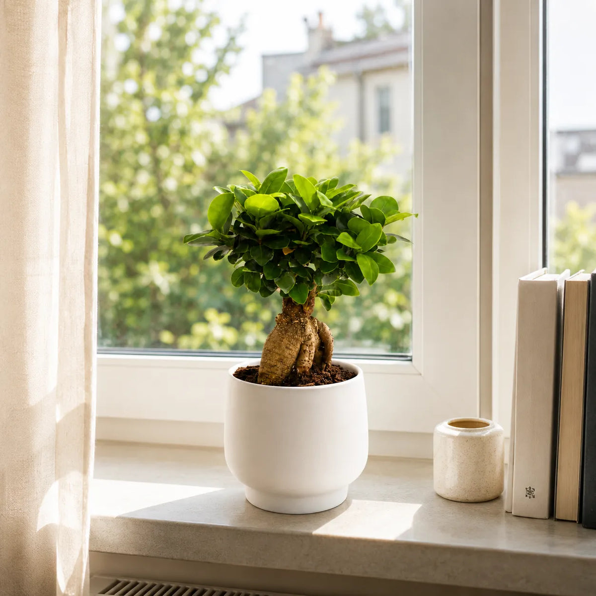Bonsai ficus ginseng in vaso ceramica Sweet D.15 H.33 cm