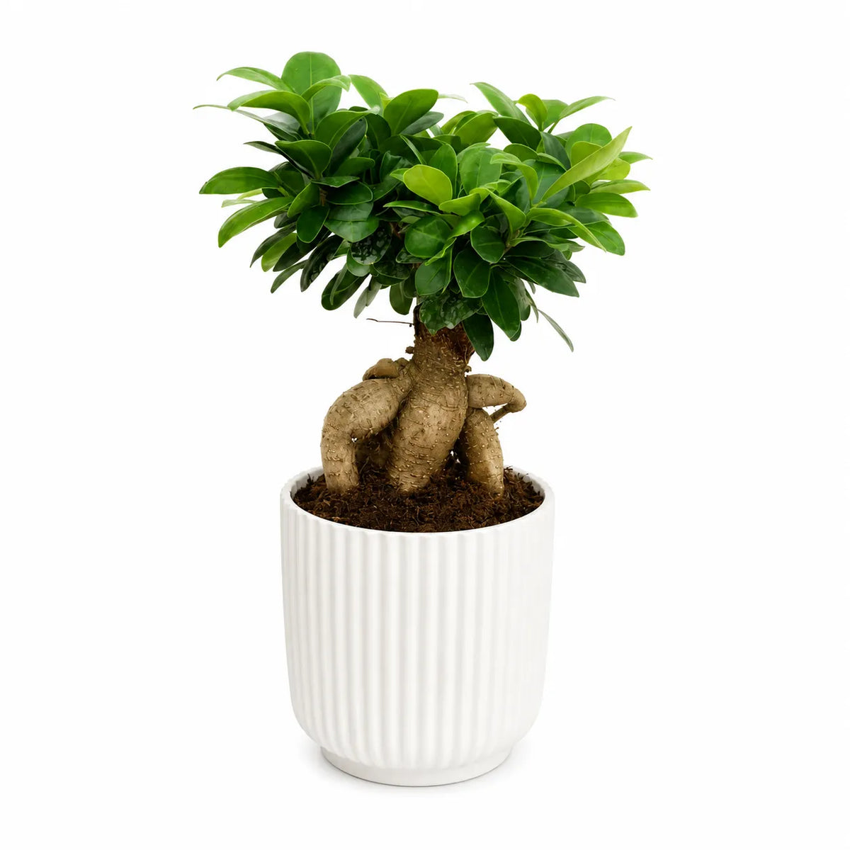 Bonsai ficus ginseng in vaso ceramica Pitti D.14 H.35 cm