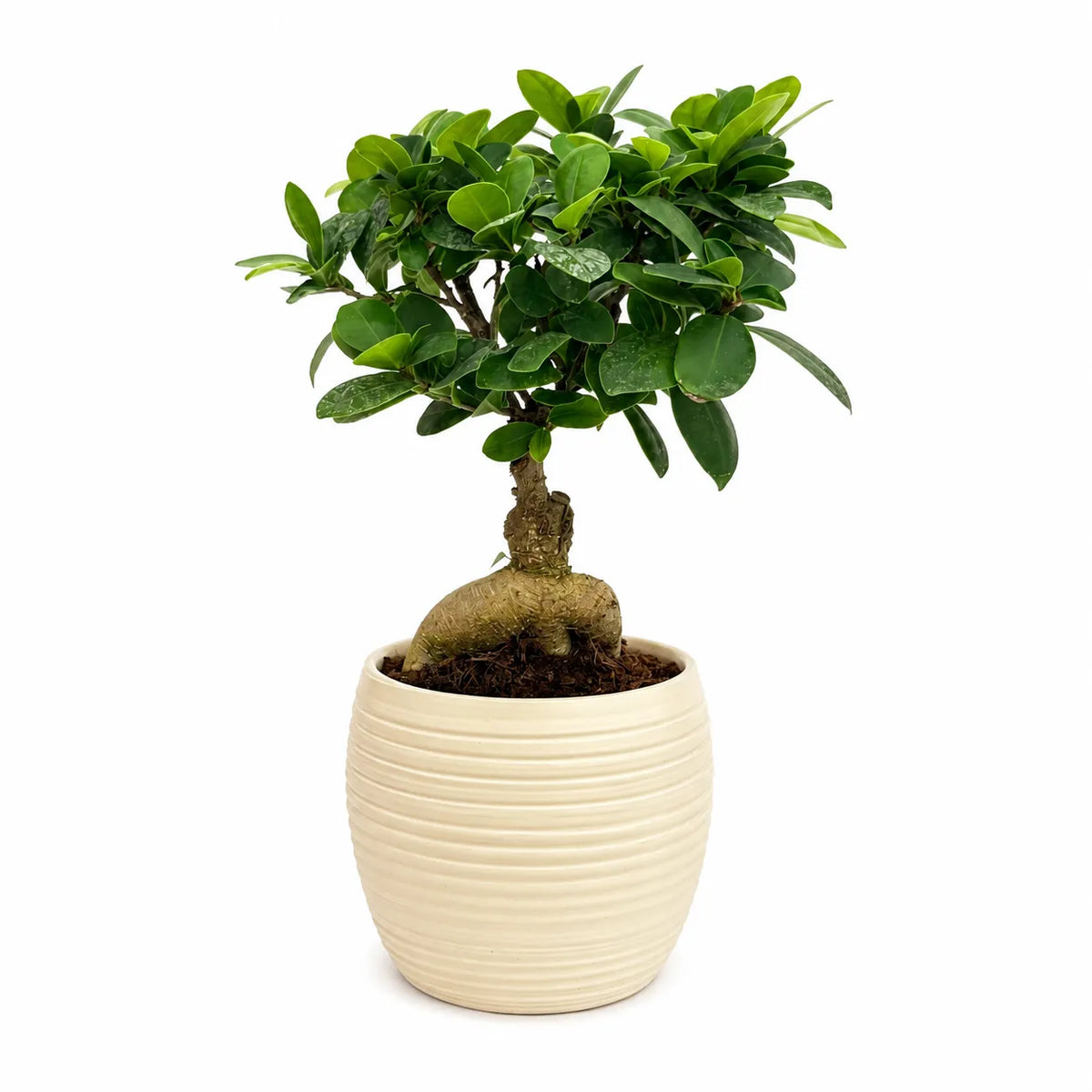 Bonsai ficus ginseng in vaso ceramica Sally D.13 H.33 cm