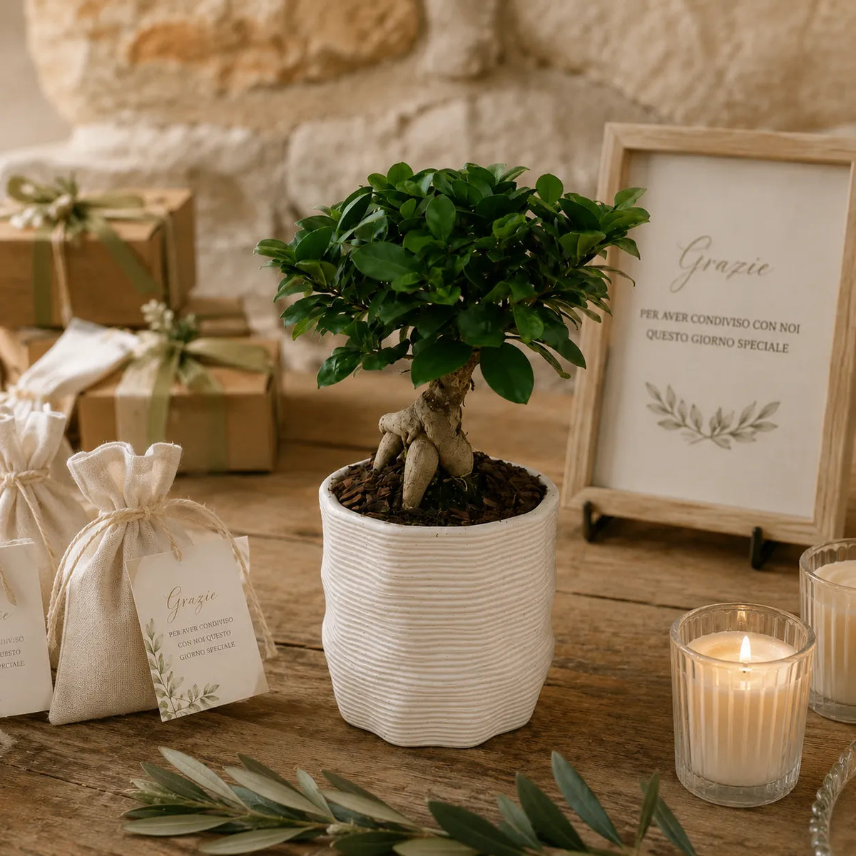 Bonsai ficus ginseng in vaso di ceramica artigianale Ermes D.11