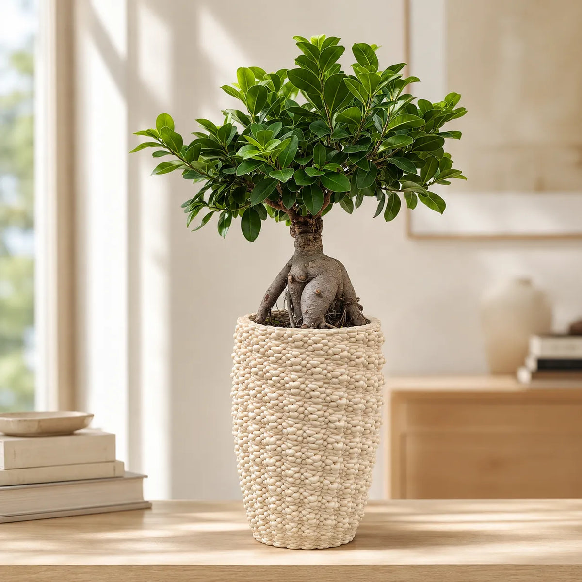 Bonsai Ficus Ginseng in vaso ceramica Fira
