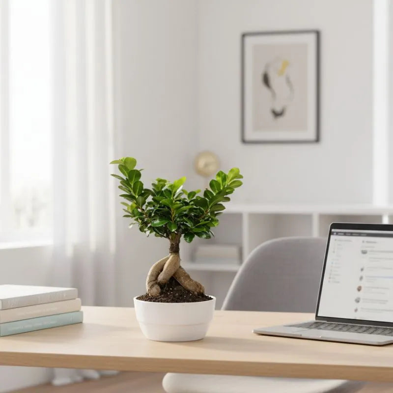 Bonsai Ficus Ginseng - Altezza Pianta 40 cm, Vaso di Ceramica Novara