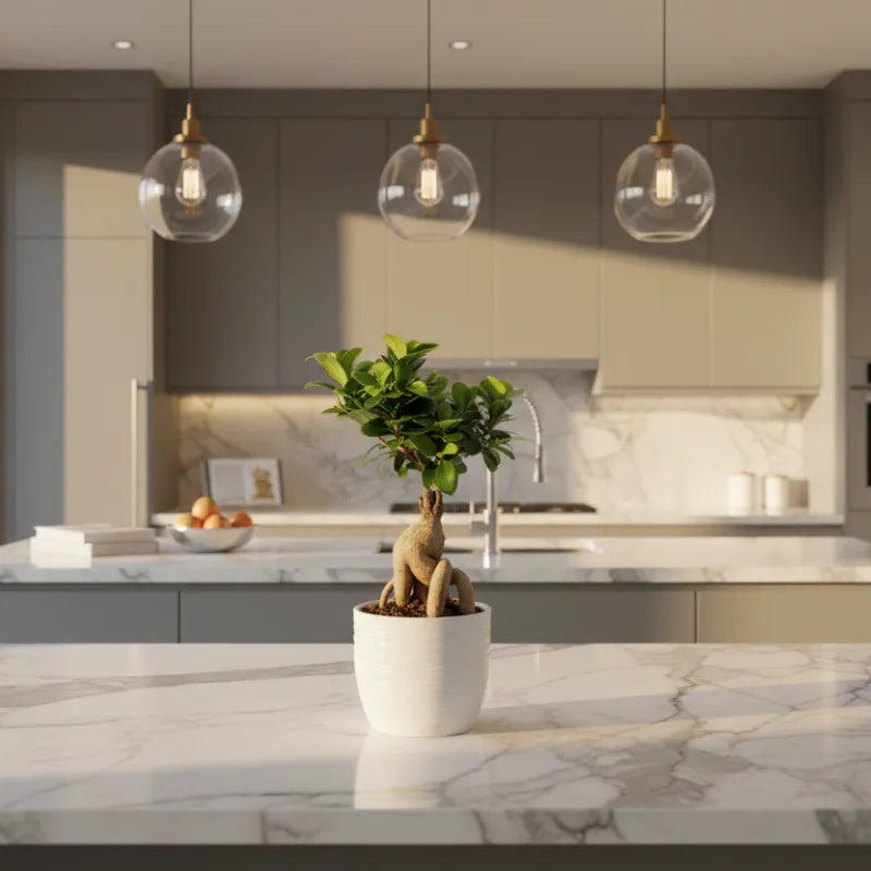 Bonsai Ficus Ginseng Vaso di Ceramica Bergamo Altezza Pianta D.13 cm