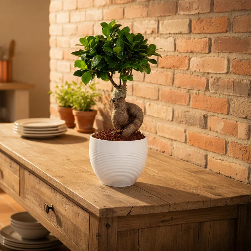 Bonsai Ficus Ginseng Vaso di Ceramica Manacor