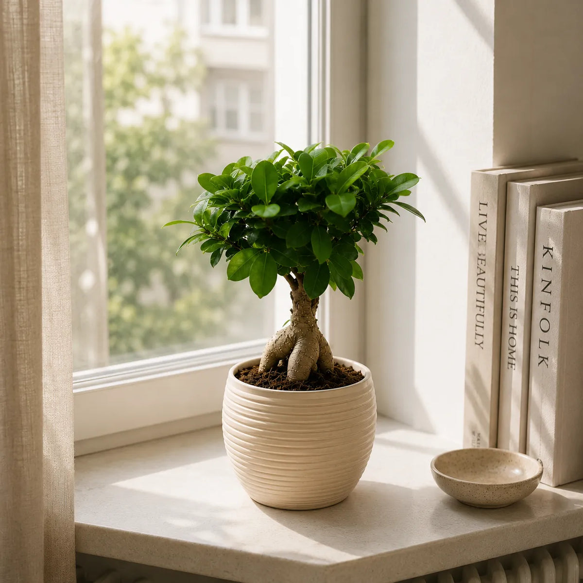 Bonsai ficus ginseng in vaso ceramica Sally D.13 H.33 cm