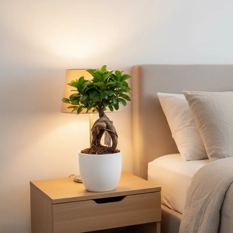 Bonsai Ficus Ginseng in vaso Boston diametro d. 13 cm