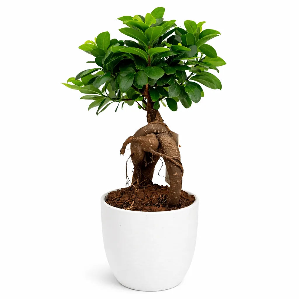 Bonsai Ficus Ginseng in vaso Boston diametro d. 13 cm