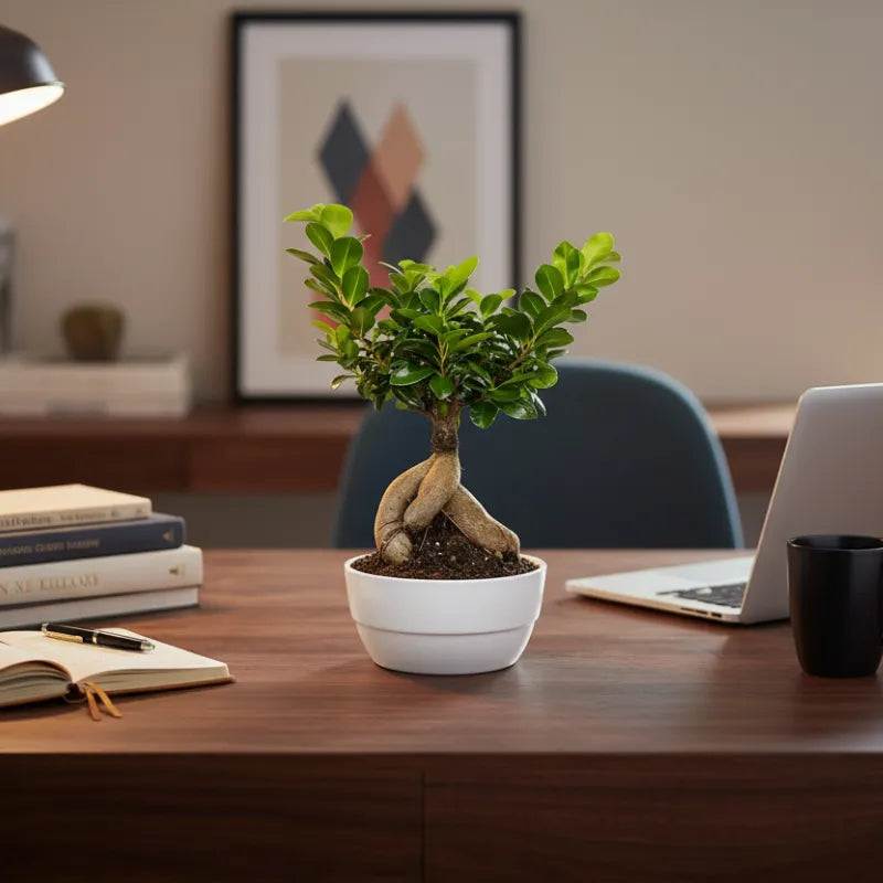 Bonsai Ficus Ginseng - Altezza Pianta 40 cm, Vaso di Ceramica Novara